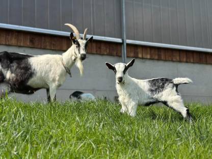 Bild 2:Pfauenziegenkitze