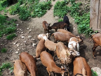 Bild 2:Kamerun Lämmer