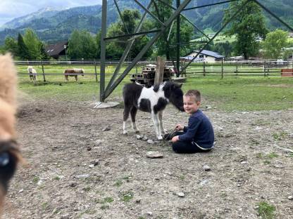 Bild 3:Mini Shetty Hengstfohlen