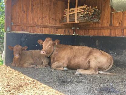Limousin Kalbin