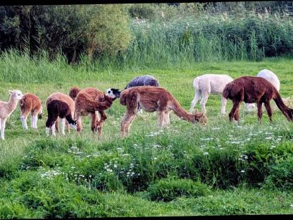 Bild 2:Gedeckte Alpakastuten, junge gedeckte Alpakastuten, Alpakas