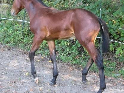 Bild 4:Vielversprechender Junghengst