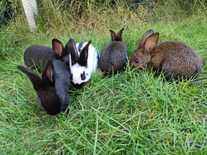 Hasenbabys abzugeben