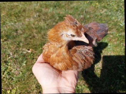 Bild 5:Zwergcochin Mix Hennen