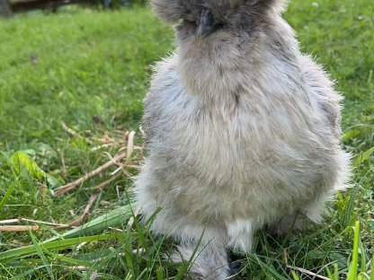 Bild 4:Seidenhühner