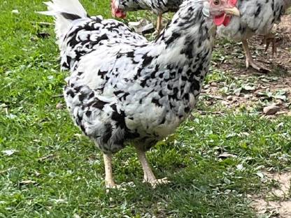 Bild 7:Exchequer-Leghorn Bruteier