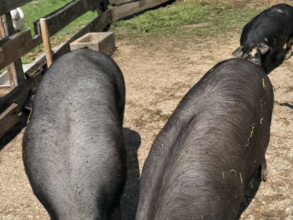 Berkshire Zuchtschwein Bio