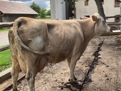 Kuh in Milch