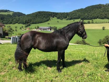 Bild 4:Noriker Wallach