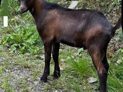 Kitzbock