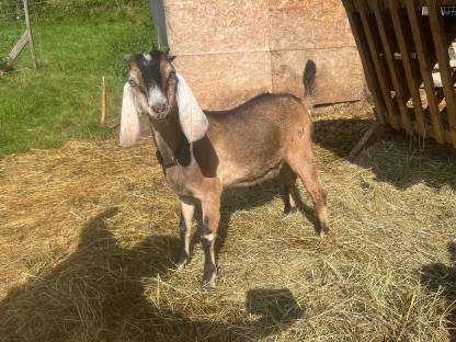 Bild 8:Anglo Nubier Ziegen Bockkitze, Herdbuch