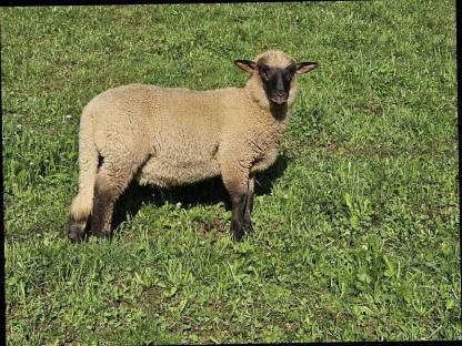 Shropshire Schaf