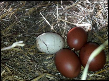 Bild 4:Bruteier von Vorwerk, Lakenfelder, Marans