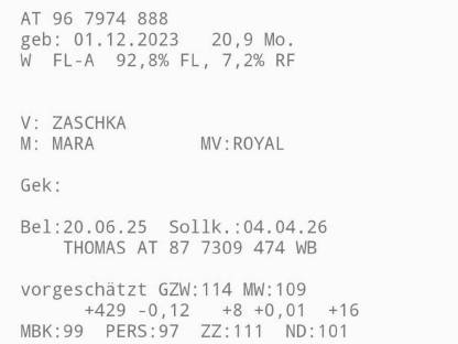 Bild 6:Trächtige Fleckviehkalbinnen