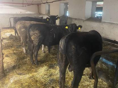 Bild 3:Verkaufe Wagyu Kreuzungseinsteller