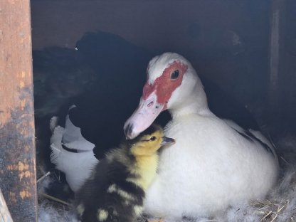 Bild 4:Warzenenten / Moschusenten aus 6/2025