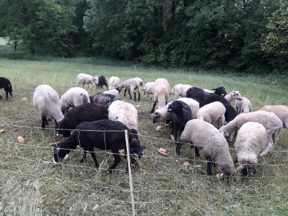 Bild 2:Schafherde zu verkaufen