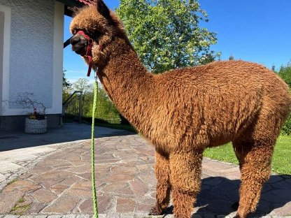 Bild 9:Alpaka Verkauf, Alpakas im Paket