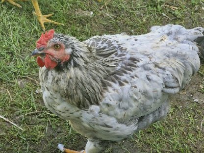 Bild 3:Hähne zu verschenken