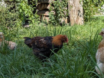 Bild 3:Sulmtaler Jungtiere