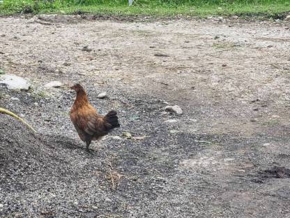 Bild 3:Junge Altsteirer Mischlingshühner