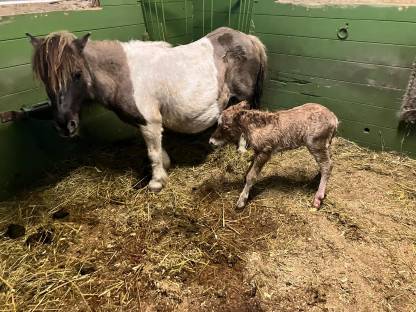 Bild 5:Mini Shetty Hengstfohlen