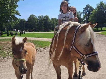 Bild 3:Haflinger Stutfohlen