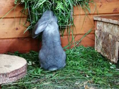 Bild 9:Kaninchen Deutsche Widder