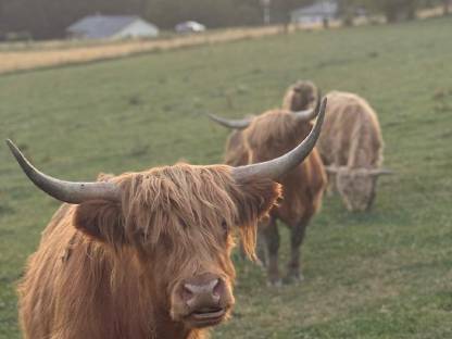 Bild 8:Hochlandrinder Bestand