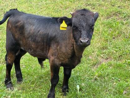 Bild 2:Dexter Stierkalb