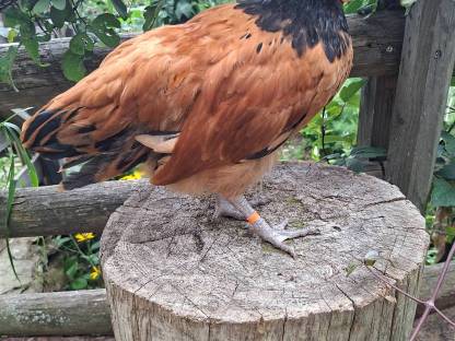 Bild 2:Deutscher Vorwerkshahn