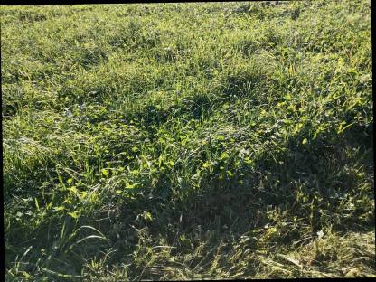 Silageballen