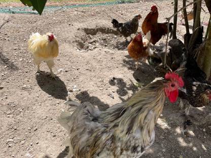 Bild 3:Hähne und Hennen, Henne auch alleine