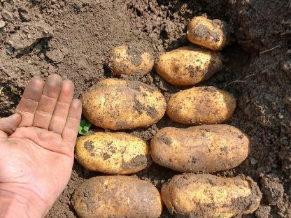 Verkaufe Speisekartoffeln