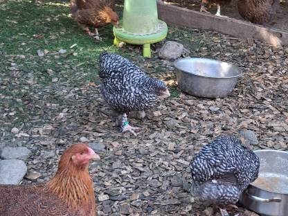 Bild 2:Mechelner Hühner