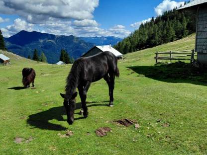 Bild 2:Noriker Rappstutfohlen