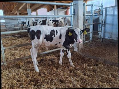 Bild 2:Sprungstierkalb