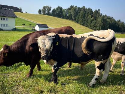 Bild 2:Pustertaler Sprinzen Jungstier