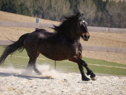 Bild 2:Norikerstute tragend