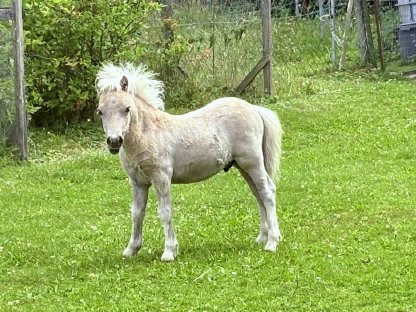 Mini Appaloosa Hengst