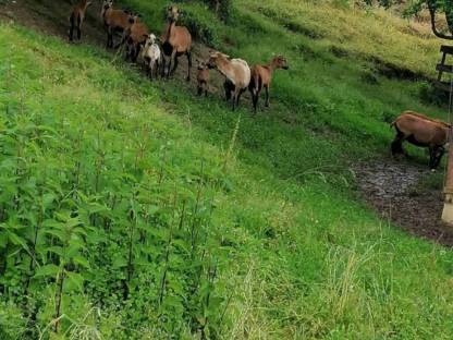 Bild 2:Kamerunschafe