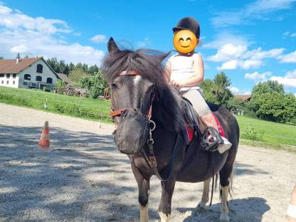 Kinderpony Shetty geritten und gefahren