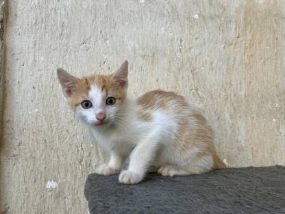 Bild 8:Kätzchen - Babykatzen - Langhaar - Halblanghaar - Kurzhaar