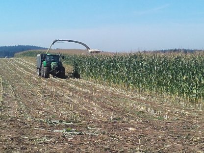 Bild 7:Suche Silomais