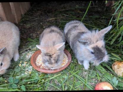 Bild 9:Löwenkopf Zwergkaninchen in allen Farben