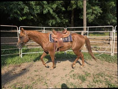 Bild 4:American Quarter Horse Hengst Tommy Wild