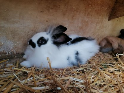 Löwenkopfkaninchen