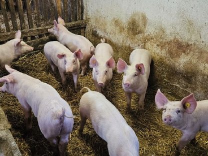 Ferkel 30 kg