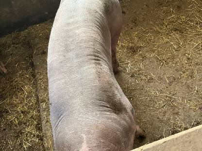 Bild 3:Pietrain Jungsau