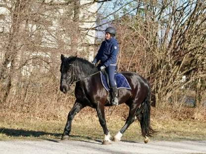 Bild 2:Noriker Rappstute